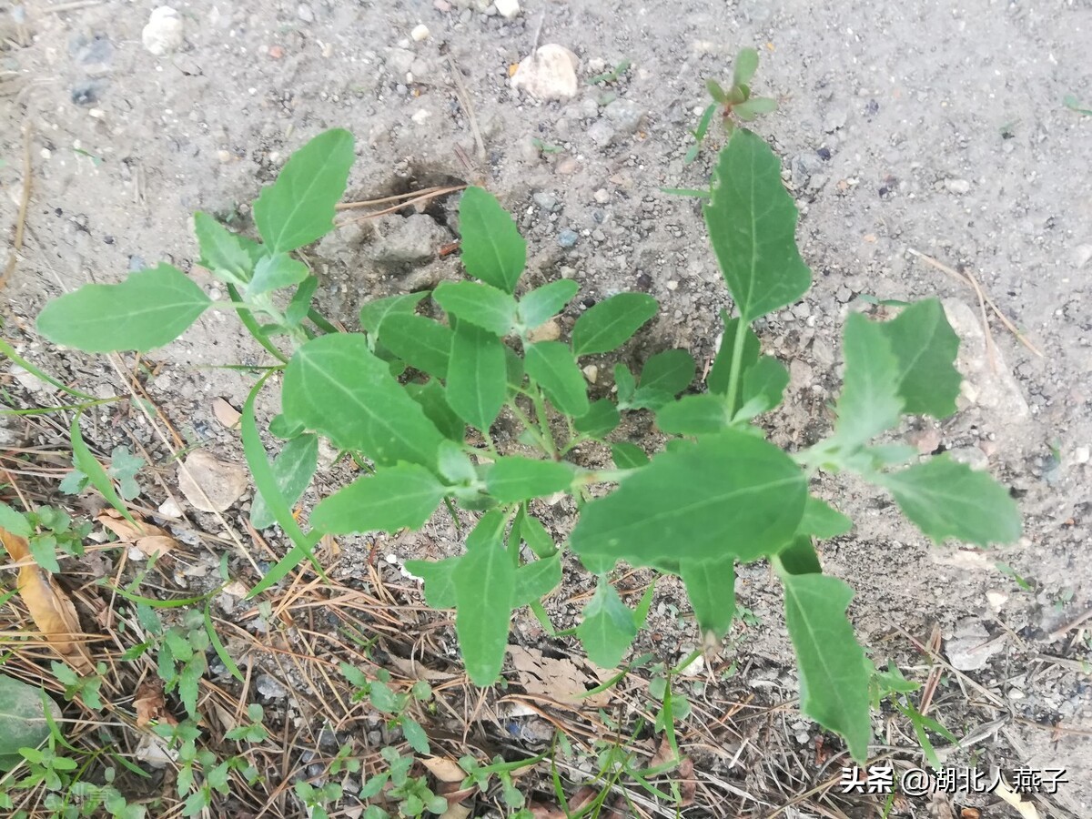 农村能吃的野菜100种大全(教你认识100种野菜和吃法)