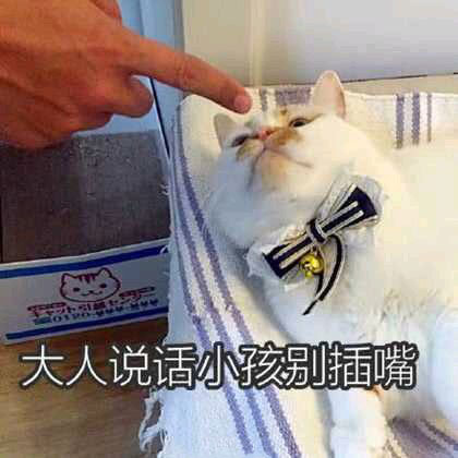 猫咪表情包合集｜大人说话，小孩别插嘴