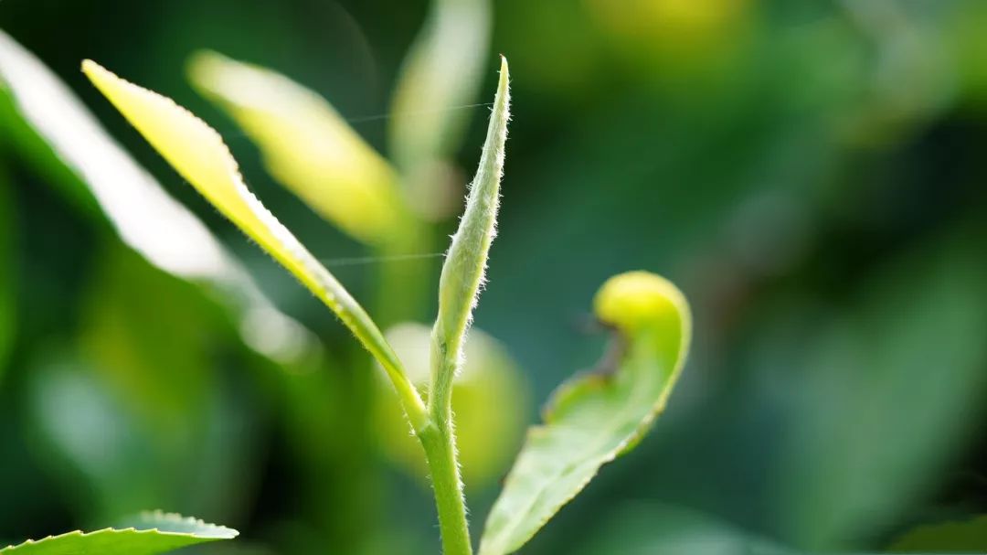 福鼎白茶一斤多少钱正常？做旧白茶，泡着喝不行，能煮着喝吗？