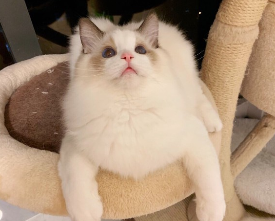 理财什么猫(理财那个产品好牢靠)