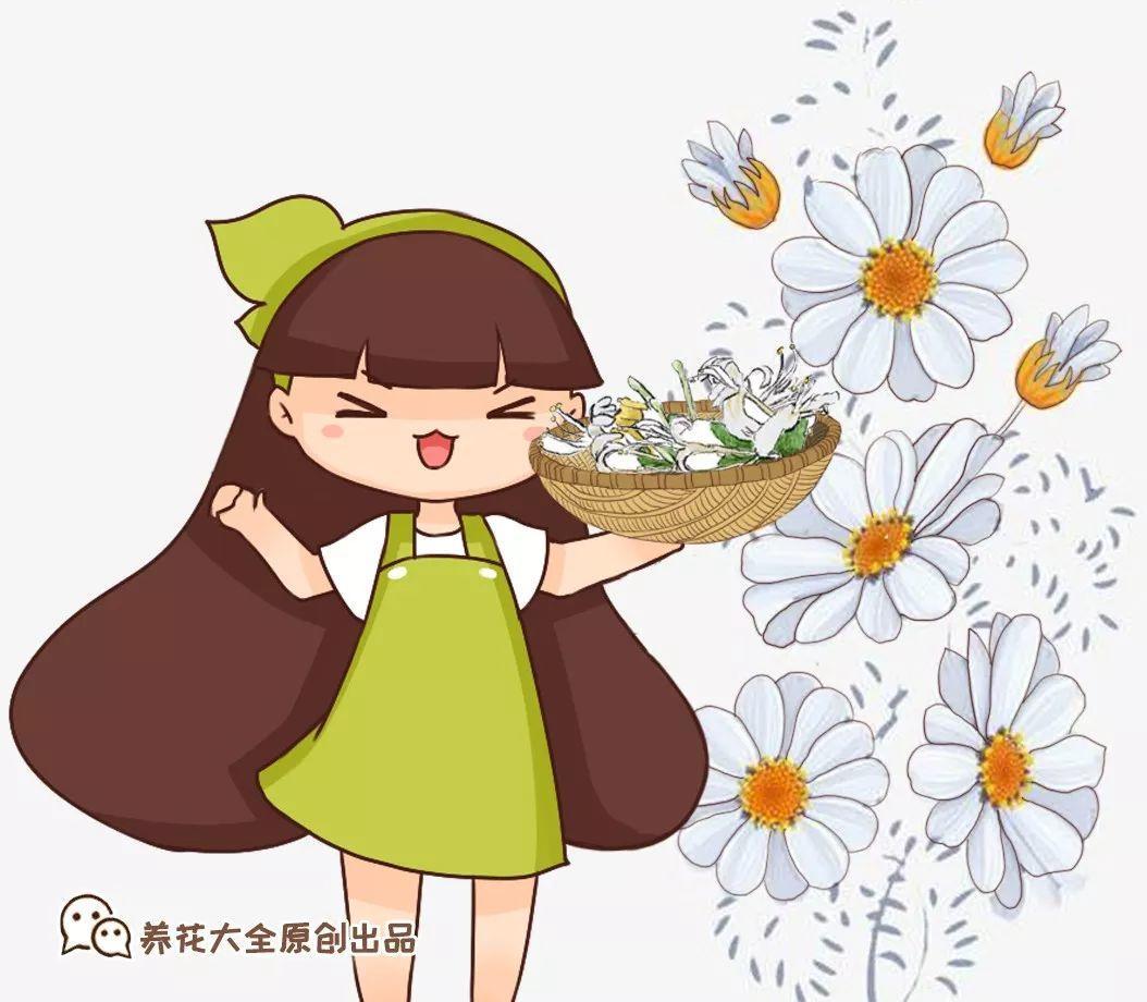 杭白菊动画图片