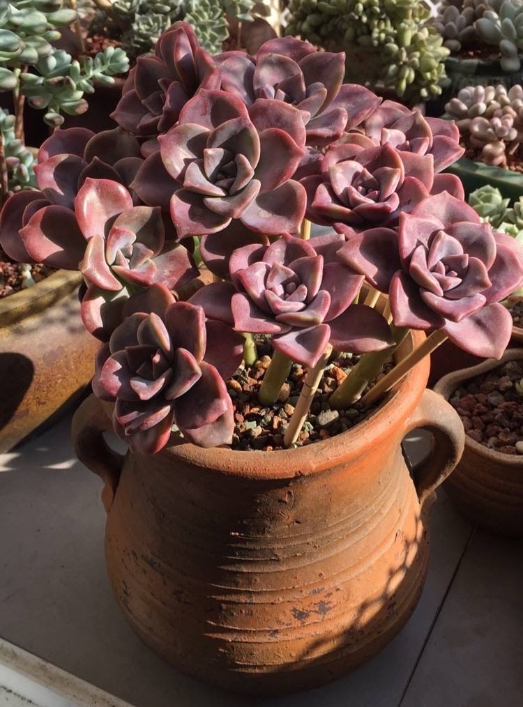 淡紫色多肉怎么养小技巧精心整理