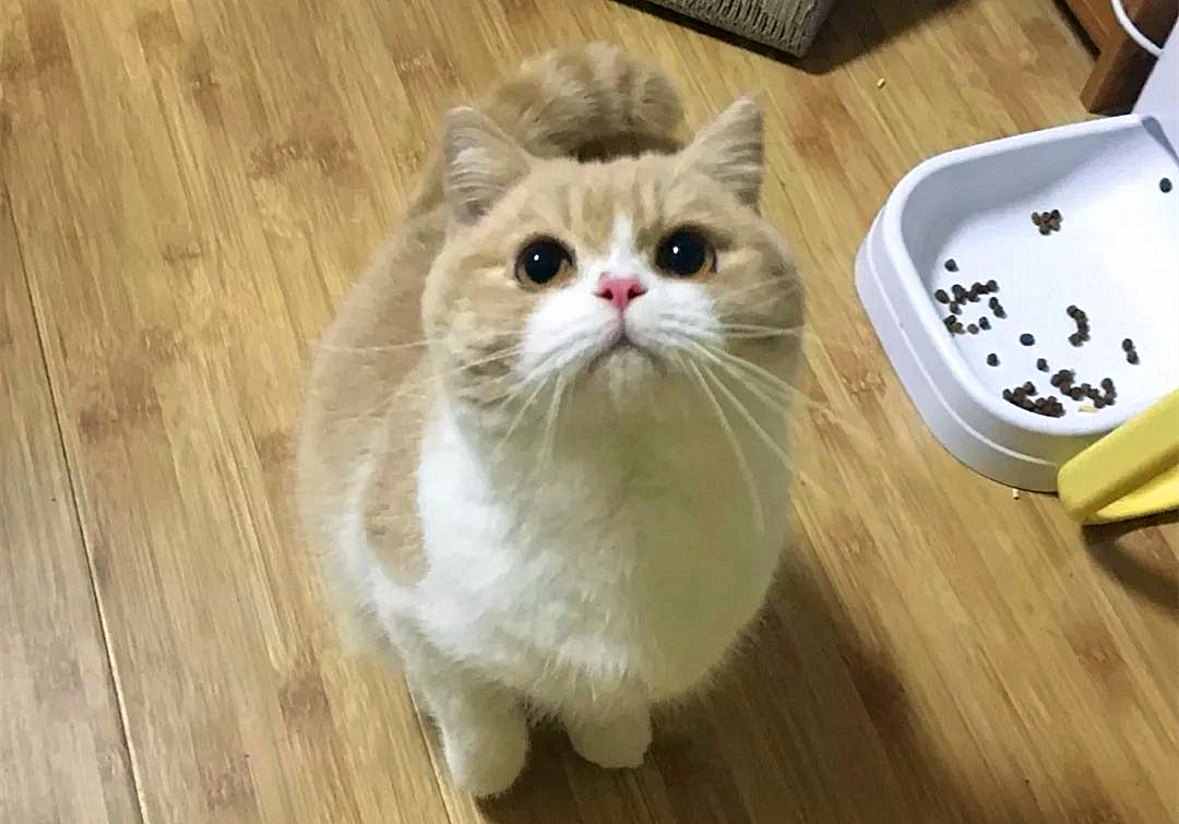车票开抢，主人与猫咪都要回家？应知宠物托运的两大注意点