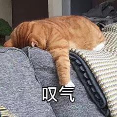 叹气表情包生活不易，猫猫叹气