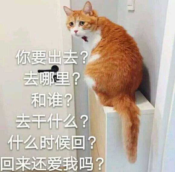 猫咪恋爱表情包｜发誓爱你一辈几