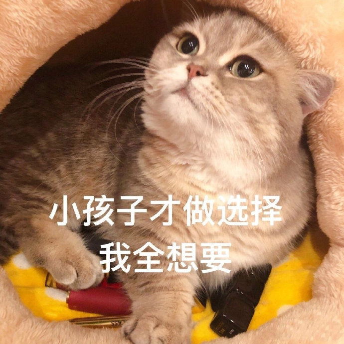 套路老公买口红的猫咪表情包合集