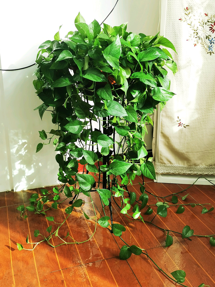 人养花,花亦养人!家居盆花20种,漂亮又实用,总有一款你喜欢