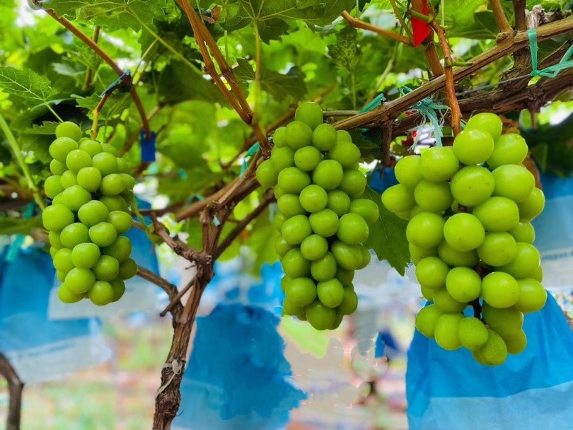 吃葡萄吐不吐提子皮，现在知道还不晚