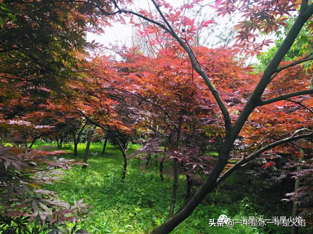 散文诗:秋日私语(三章)