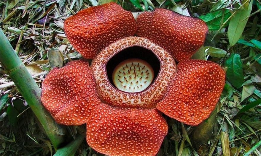 全世界最恶臭的花,被称为"花中窃贼",能偷走其他生物的基因