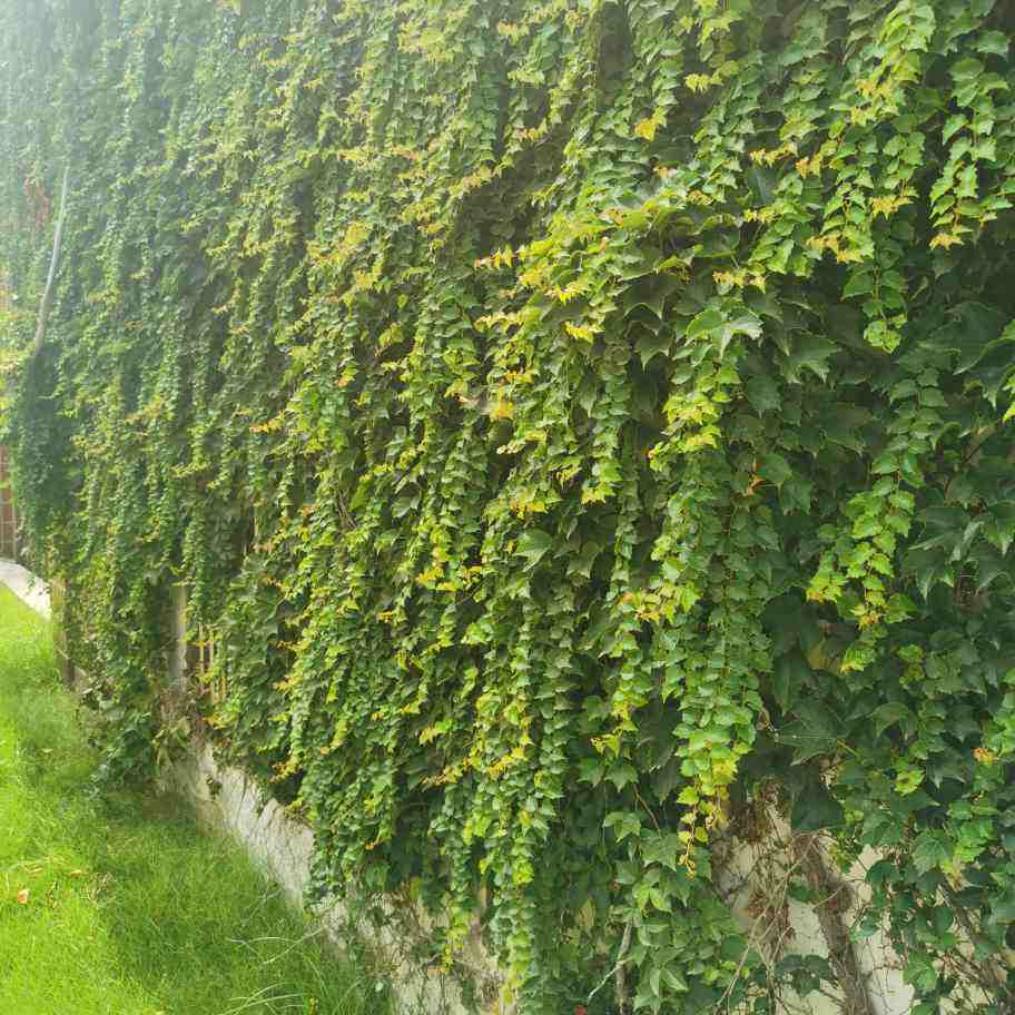 3种花要慎养，一旦扎根，很难清除