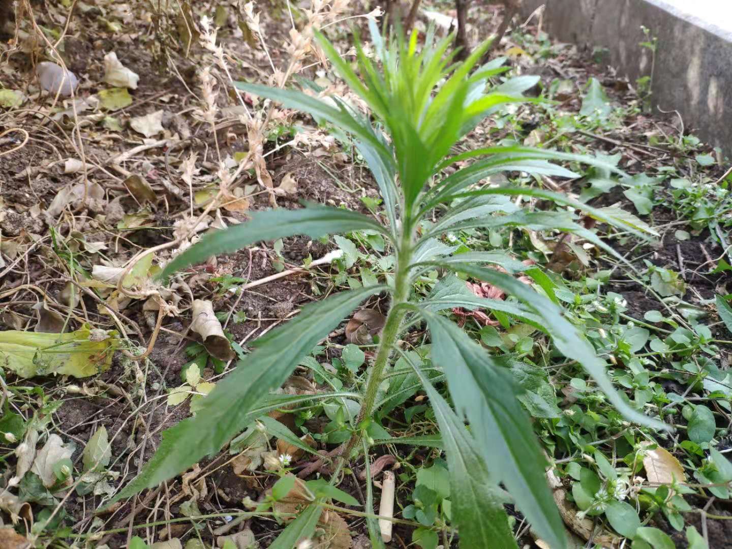 小蓬草的功效與作用(這種草既是害草也是藥草懂的人很少)