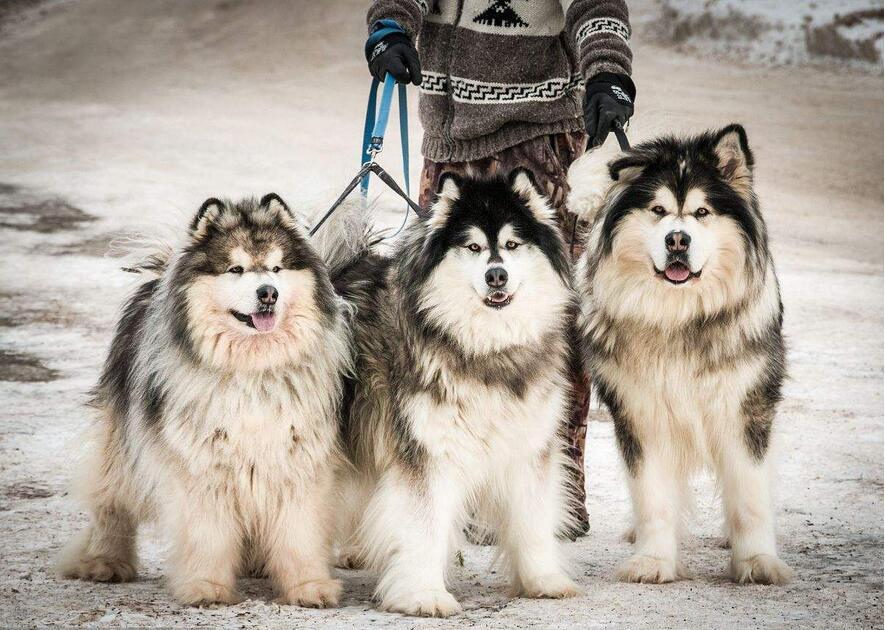 阿拉斯加犬图片（雪橇三傻阿拉斯加犬的七大缺点）