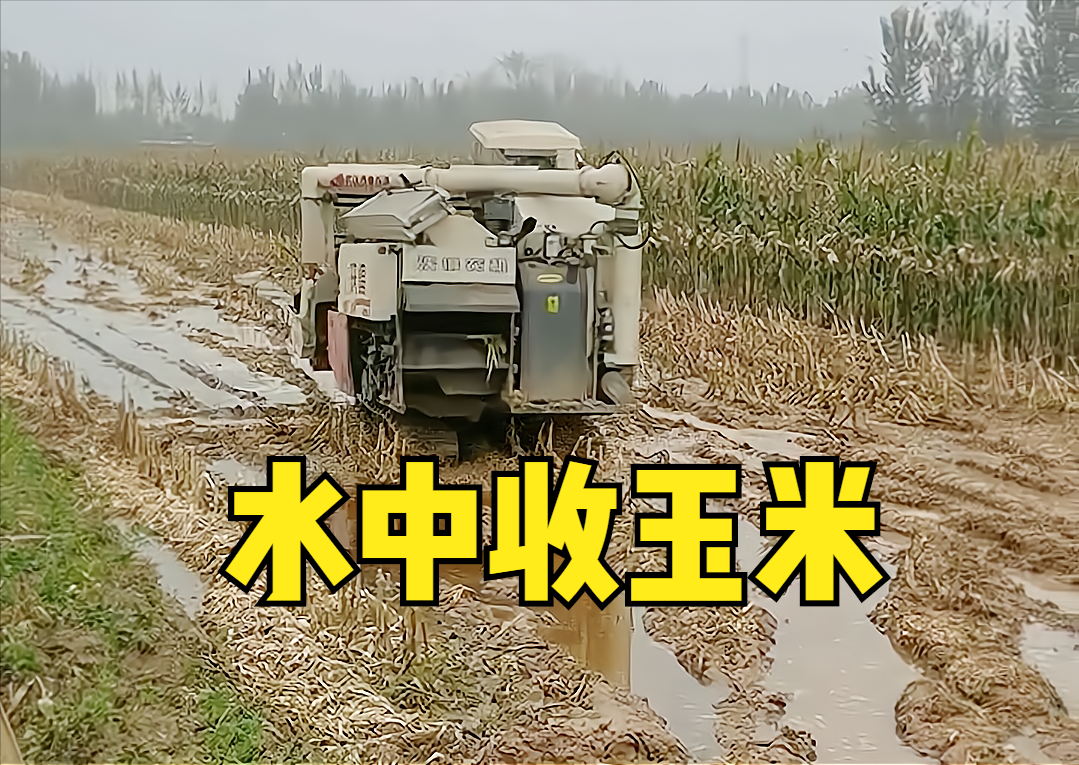 履帶式收割機(jī)悄然走紅，收一畝玉米300元，還要排隊(duì)，發(fā)生了啥？