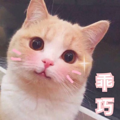 网上热议的十大最易饲养猫咪品种排行榜