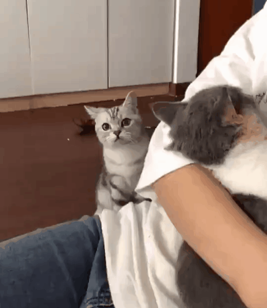 这些事情不要做，在猫咪眼中，就是“不爱它”了