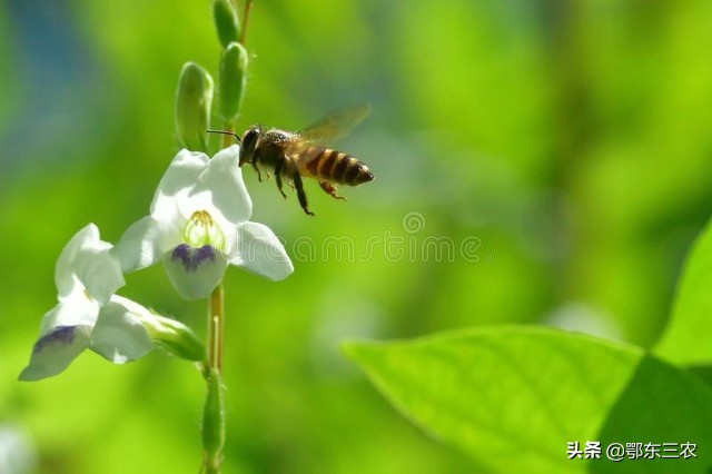 蜜蜂蛰了怎么处理好得快（有2种快速的止痛方法效果好）-第1张图片