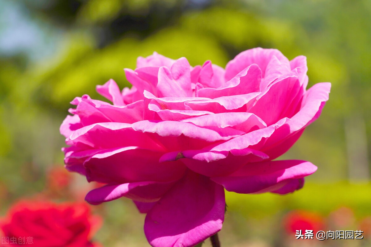 月季花怎么剪？重剪还是轻剪？学学修剪方法，夏季开花更多