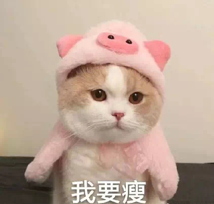 猫咪表情包：我是一个没有感情的杀手