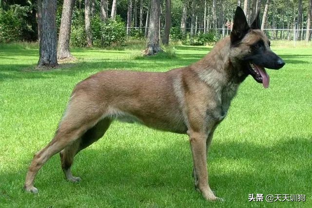 打猎什么狗嗅觉最好！十大优秀嗅觉猎犬