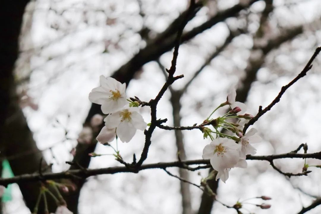 春意锦绣，赏樱正当时，来看看清合嘉园西区的樱花胜景吧