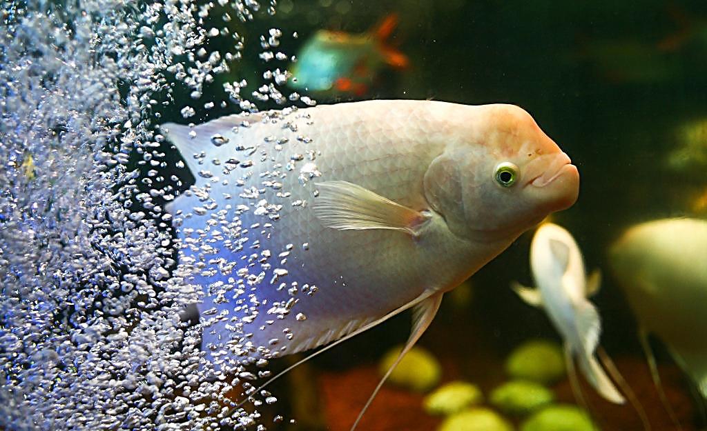 互动性最好的观赏鱼排名第7-互动性最好的观赏鱼排