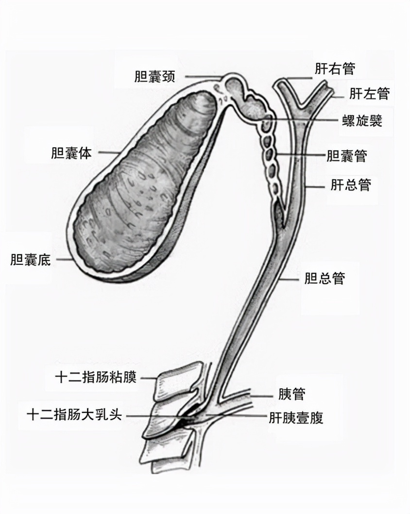 胃部、鼻子、声带长了“息肉”，对身体有危害吗？要不要开刀？