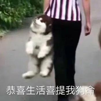 雕表情包 我是一个没有感情的小猪头