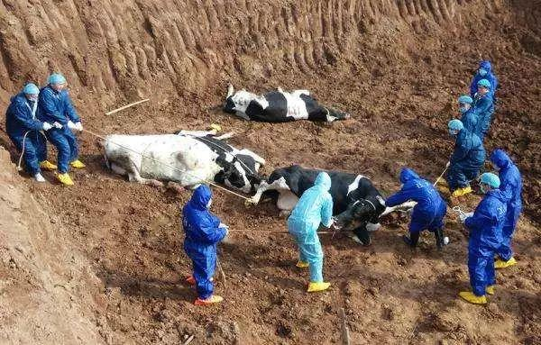 北京发现1例、山西发生皮肤炭疽疫情，炭疽可怕吗？会人传人吗？