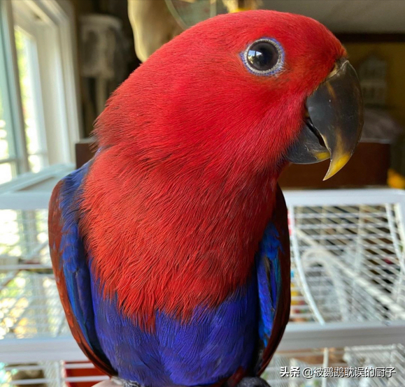 国外宠物店都啥鹦鹉品种?带大家开开眼界,居然有厨子不认识的鸟