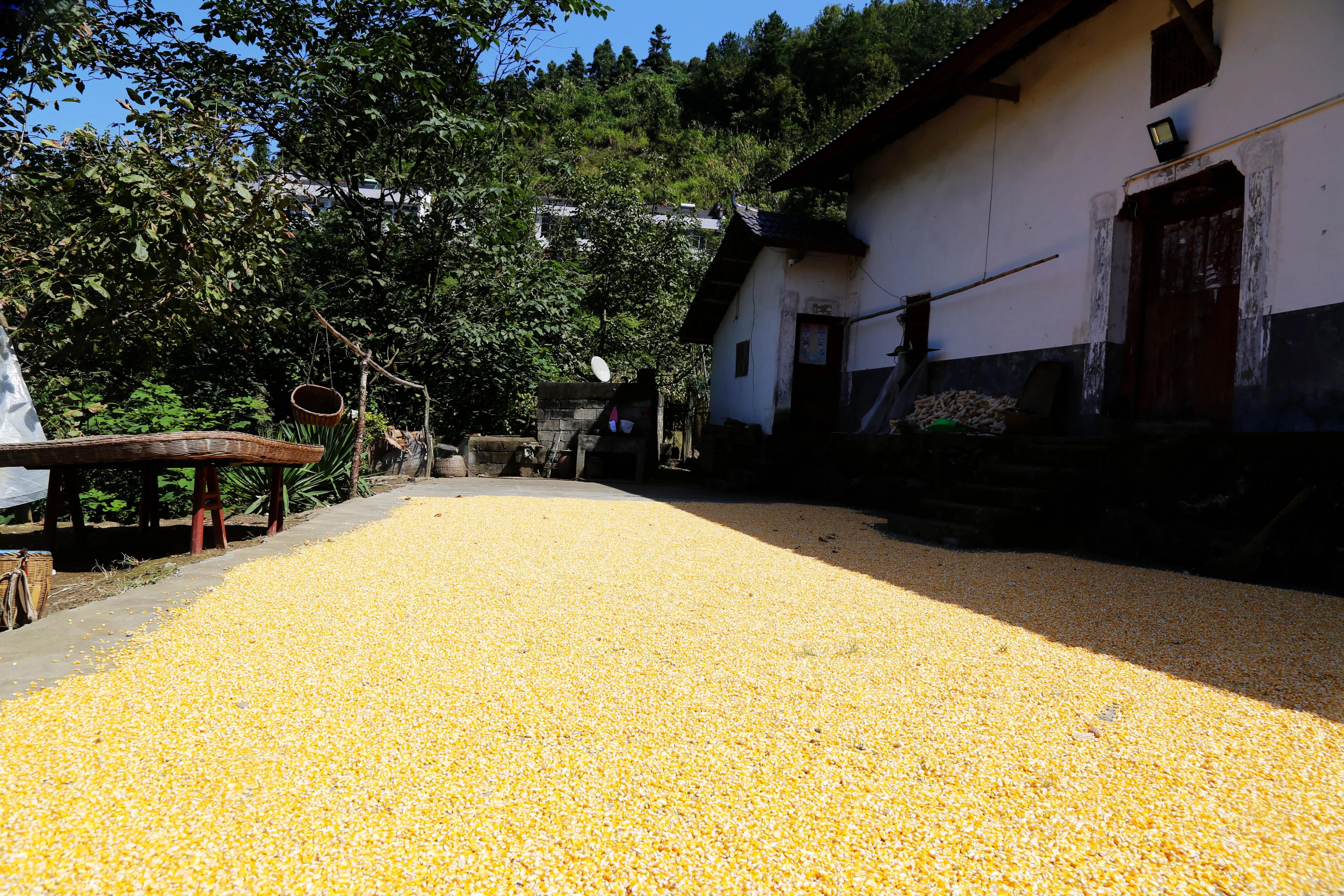 家乡的秋,诗意的乡愁