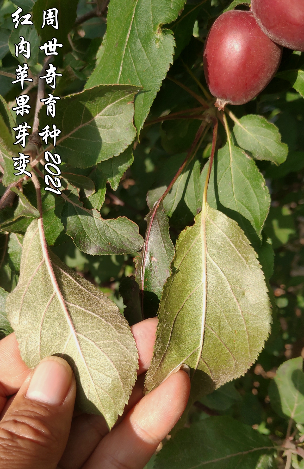 红肉苹果苗长什么样(详解红肉苹果苗的发展演变史)
