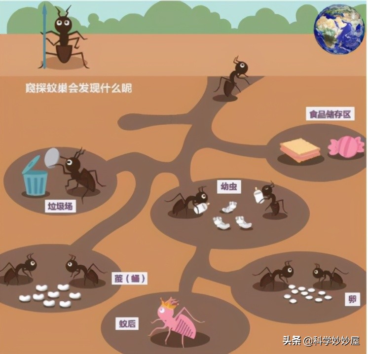 昆虫中的大力士——蚂蚁