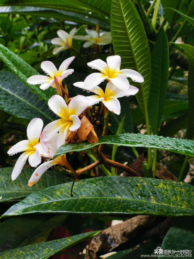 诗情花意：初秋雨晴花意浓