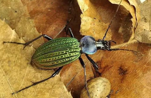 射炮步甲(射炮步甲是益虫还是害虫)-骁龙网