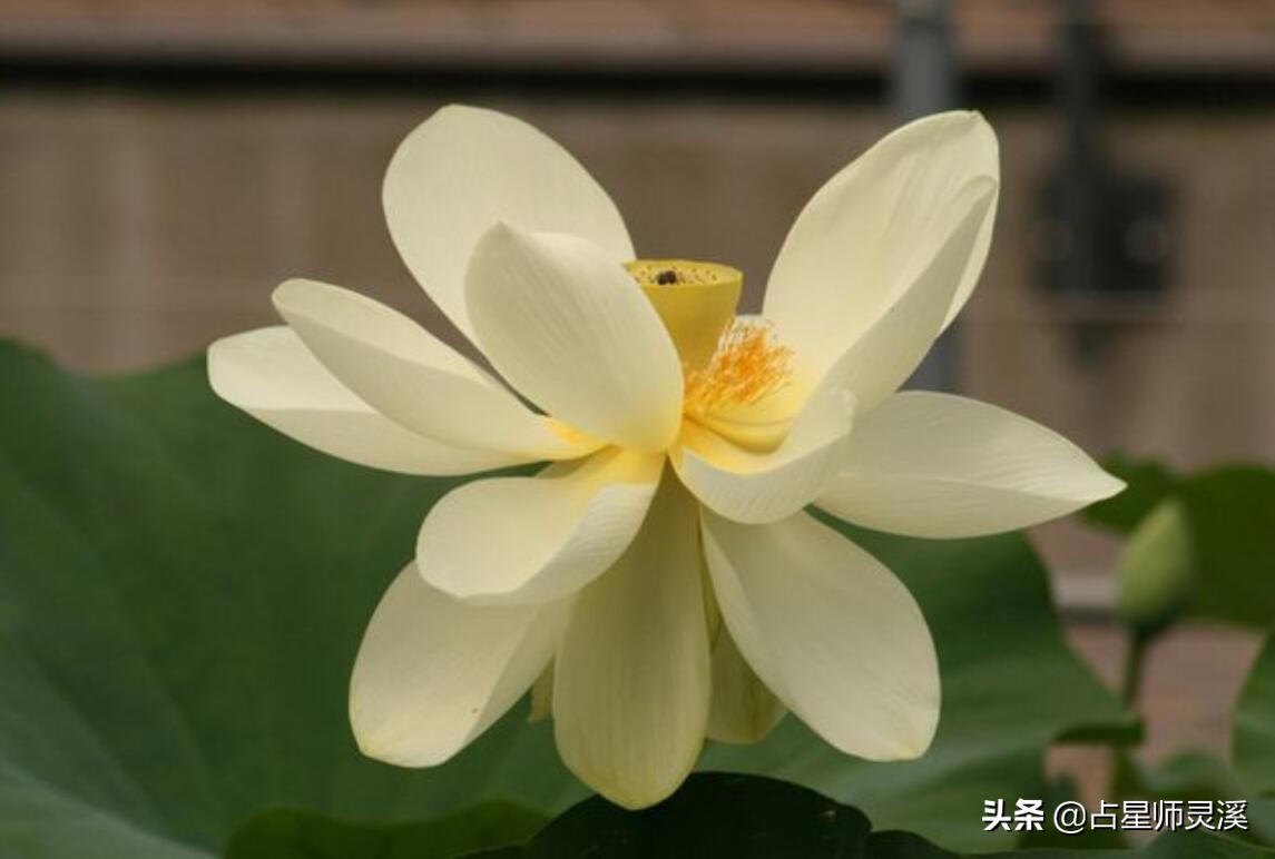 11月5日运里吉星坐镇 哪些星座好运接二连三 天天看点
