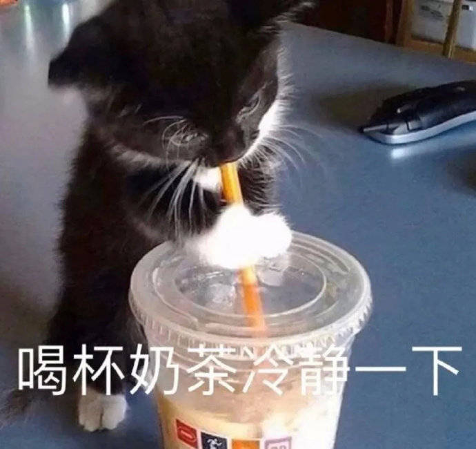 猫咪斗图表情包合集很生气不想说话，