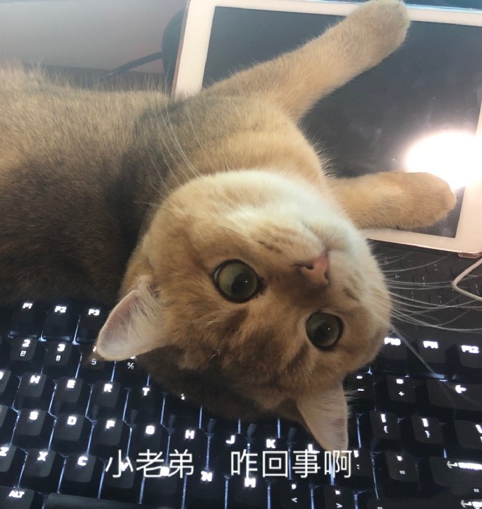 表情包：我只是一只对生活没追求的肥猫