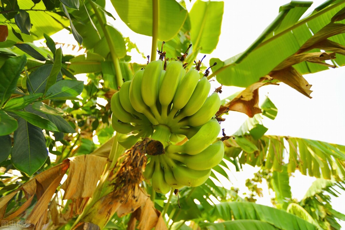 苹果吃不起，沃柑亩赚万元，香蕉涨38%，猕猴桃也涨了，水果咋了