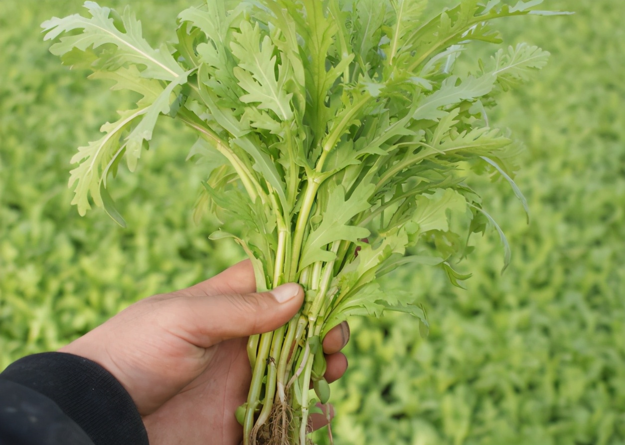 蓬蒿菜的功效与作用(长得像艾草) - 行就行