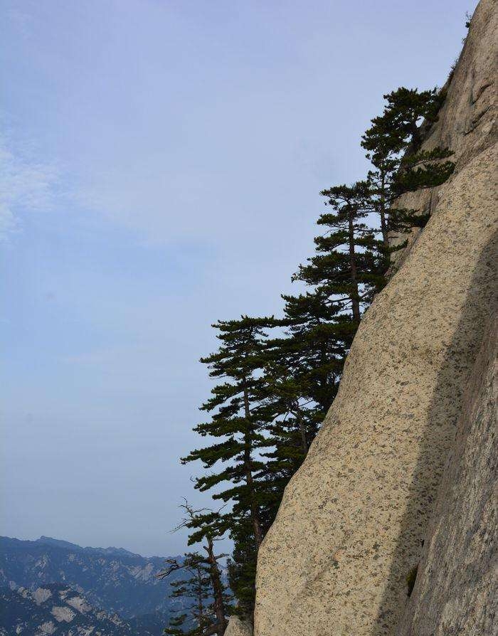 鹧鸪天-咏华山松