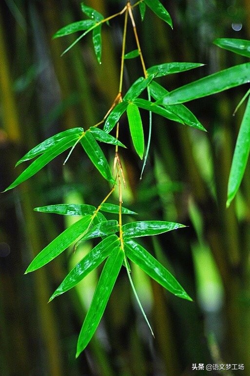 历年高考满分作文：《把亲情捧在手里》《善良的心》