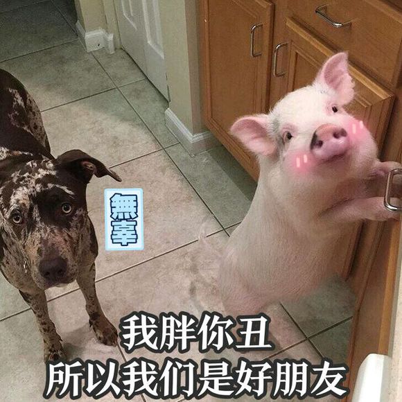 关于猪的搞笑表情包：开心得像个小猪仔