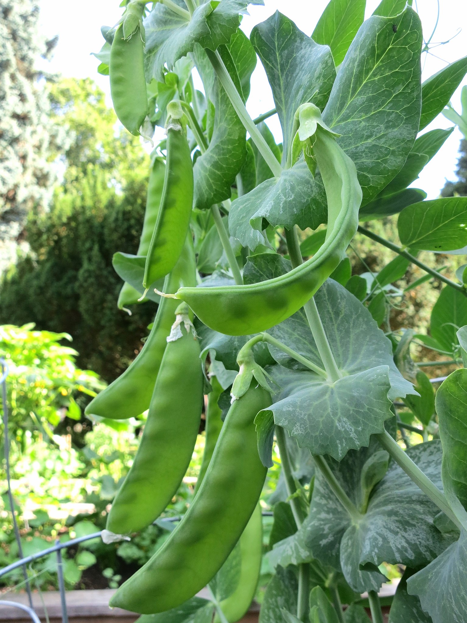 荷兰豆的由来荷兰豆的原产地存在争议,有东南亚的泰国和缅甸地区,地