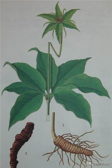 七叶一枝花的功效与作用(白话中药) - 行就行