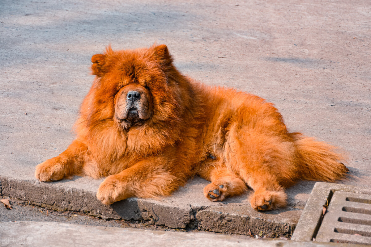 雍容的贵族——松狮犬的喂养 挑选以及美容注意事项等统统在这里