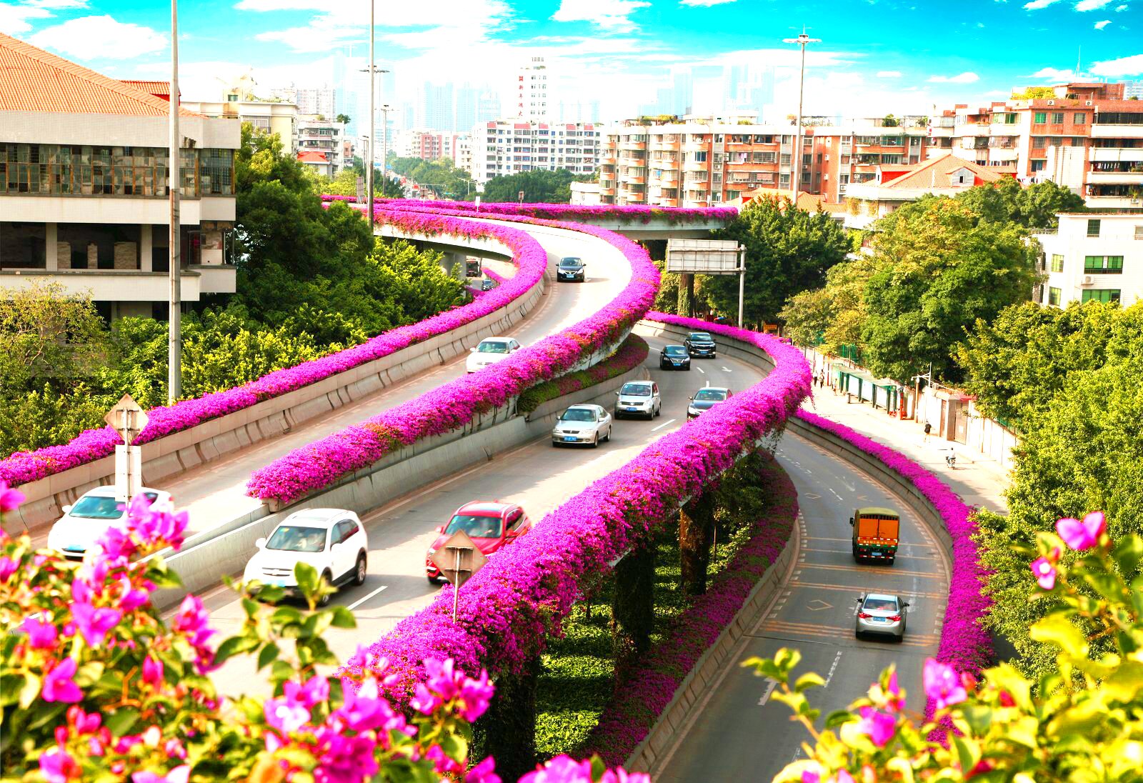 姹紫嫣红，风景美如画！广州高架桥上的花海