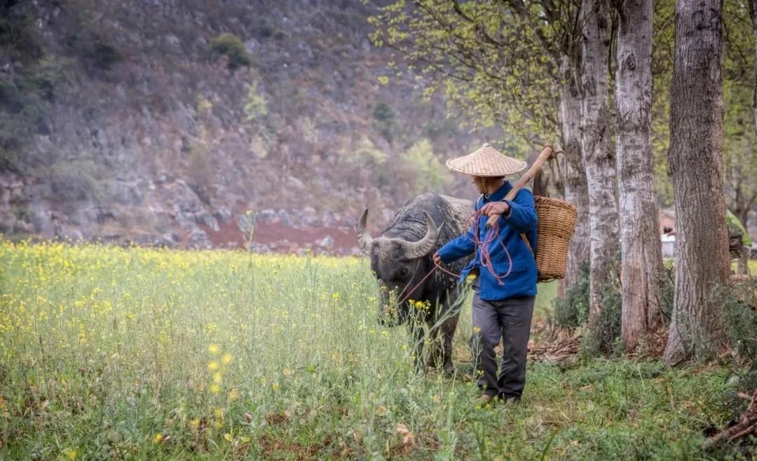 3首牛年诗词：不待扬鞭自奋蹄 牛年继续加油干
