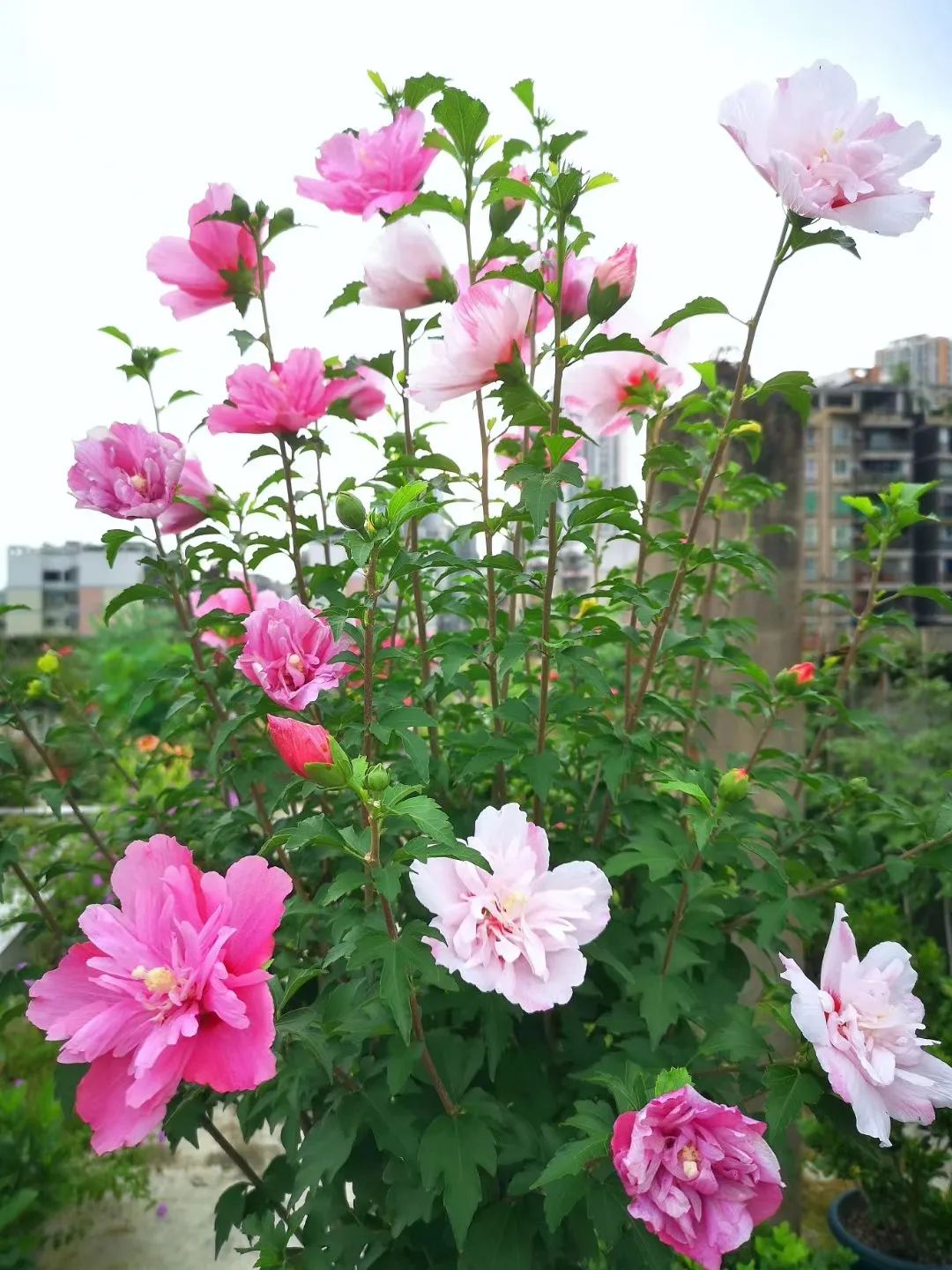海妈花园访问｜想种花没地方？重庆小学老师在学校楼顶造了座花园