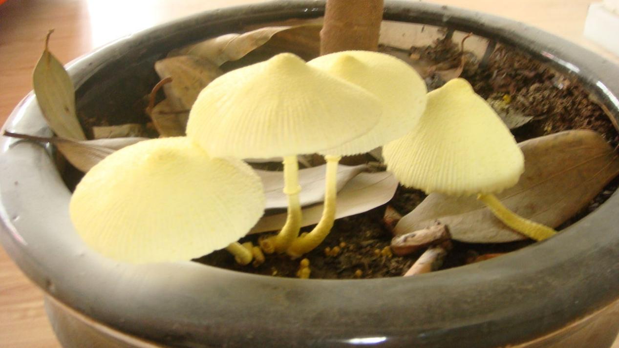 种蘑菇的方法（掌握住种植方法居家盆栽蘑菇）
